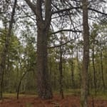 Achat forêt Sologne