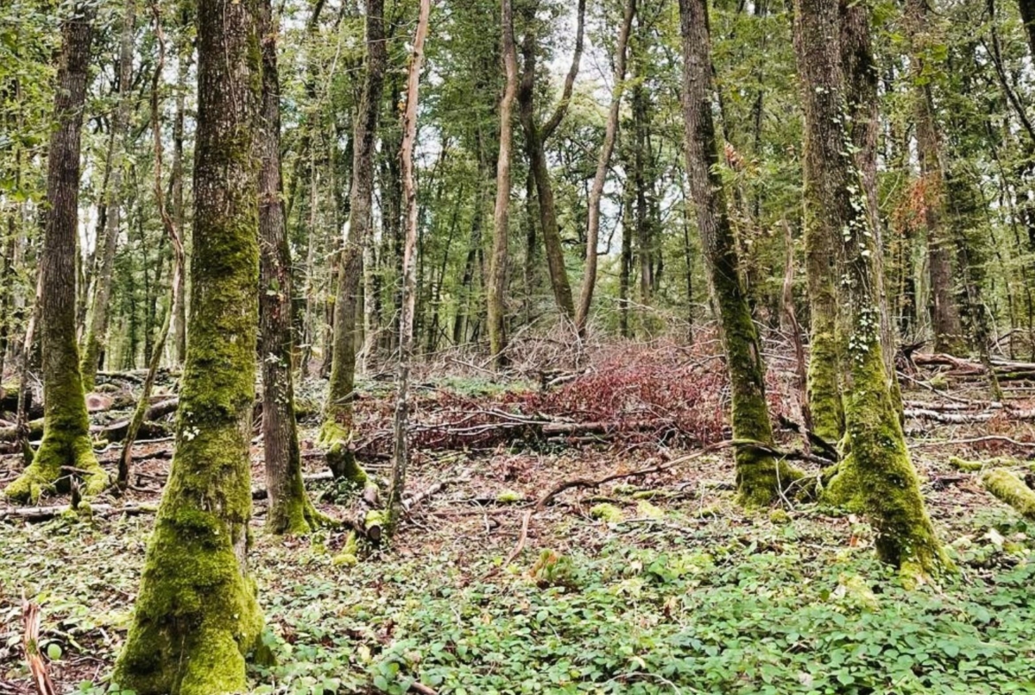 Achat forêt de chênes Nièvre