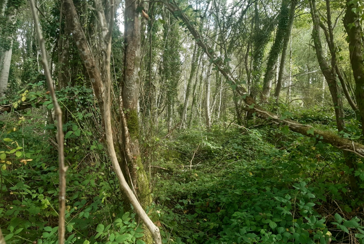 vente forêt mixte Livradois Forez