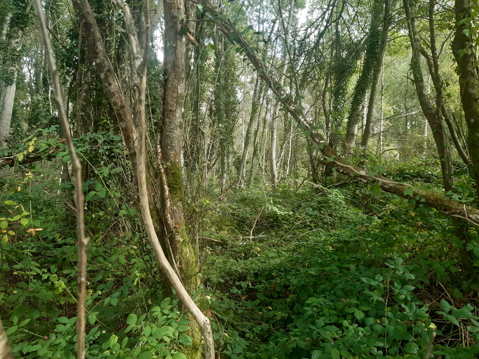 vente forêt mixte Livradois Forez