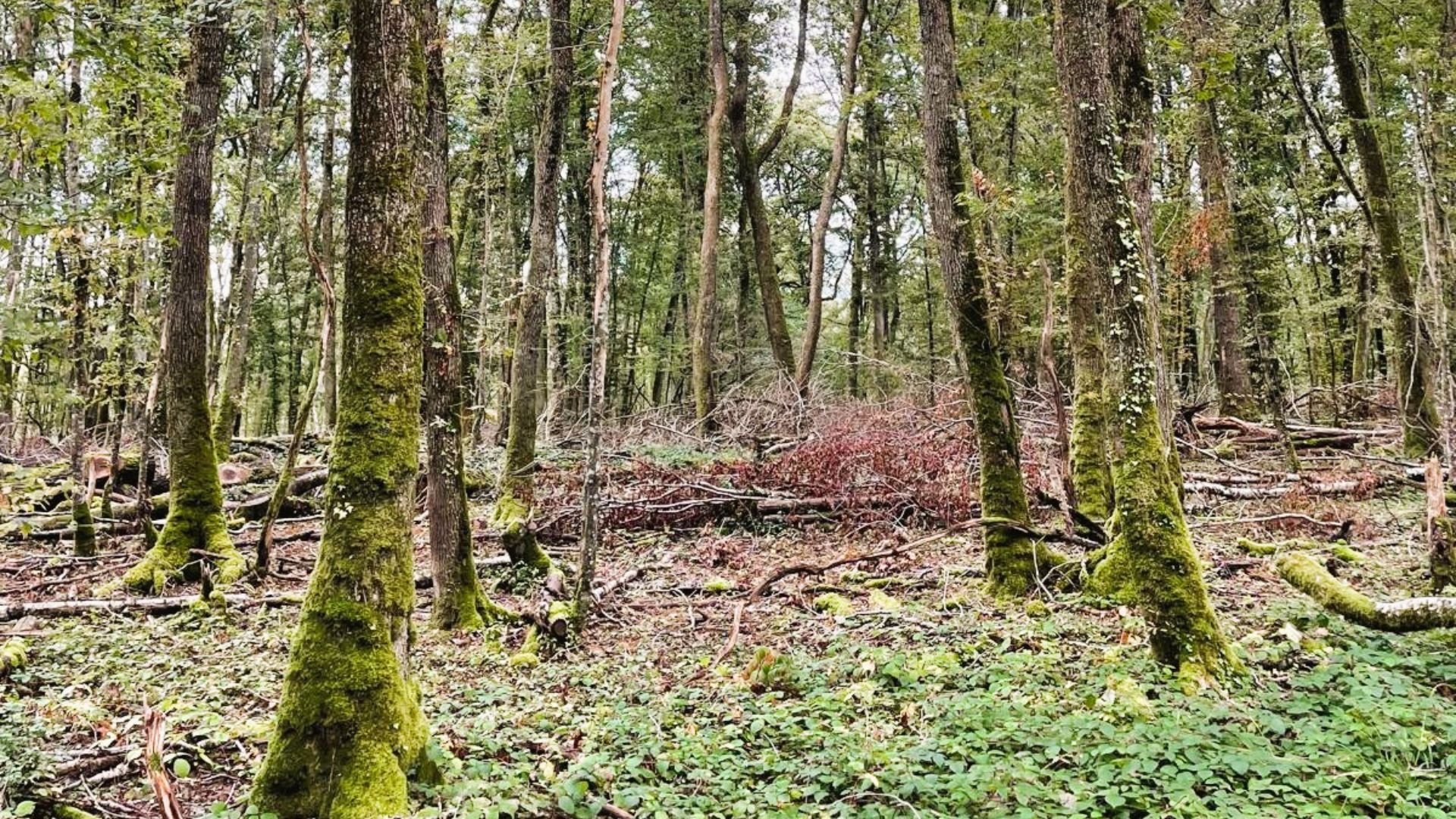 Achat forêt de chênes Nièvre