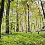 Achat forêt de chênes Nièvre