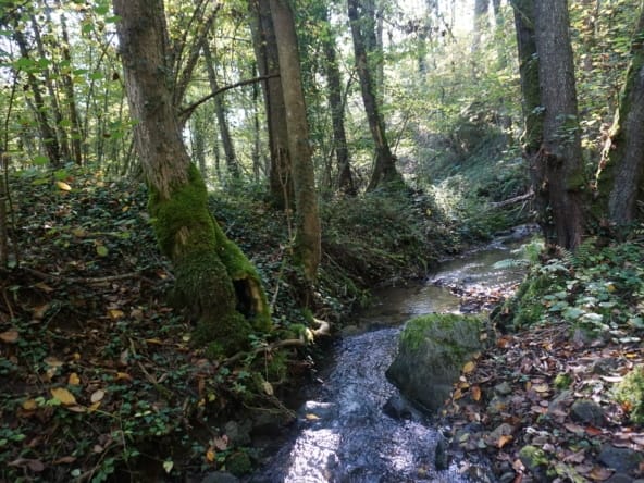 achat forêt Puy-de-Dôme