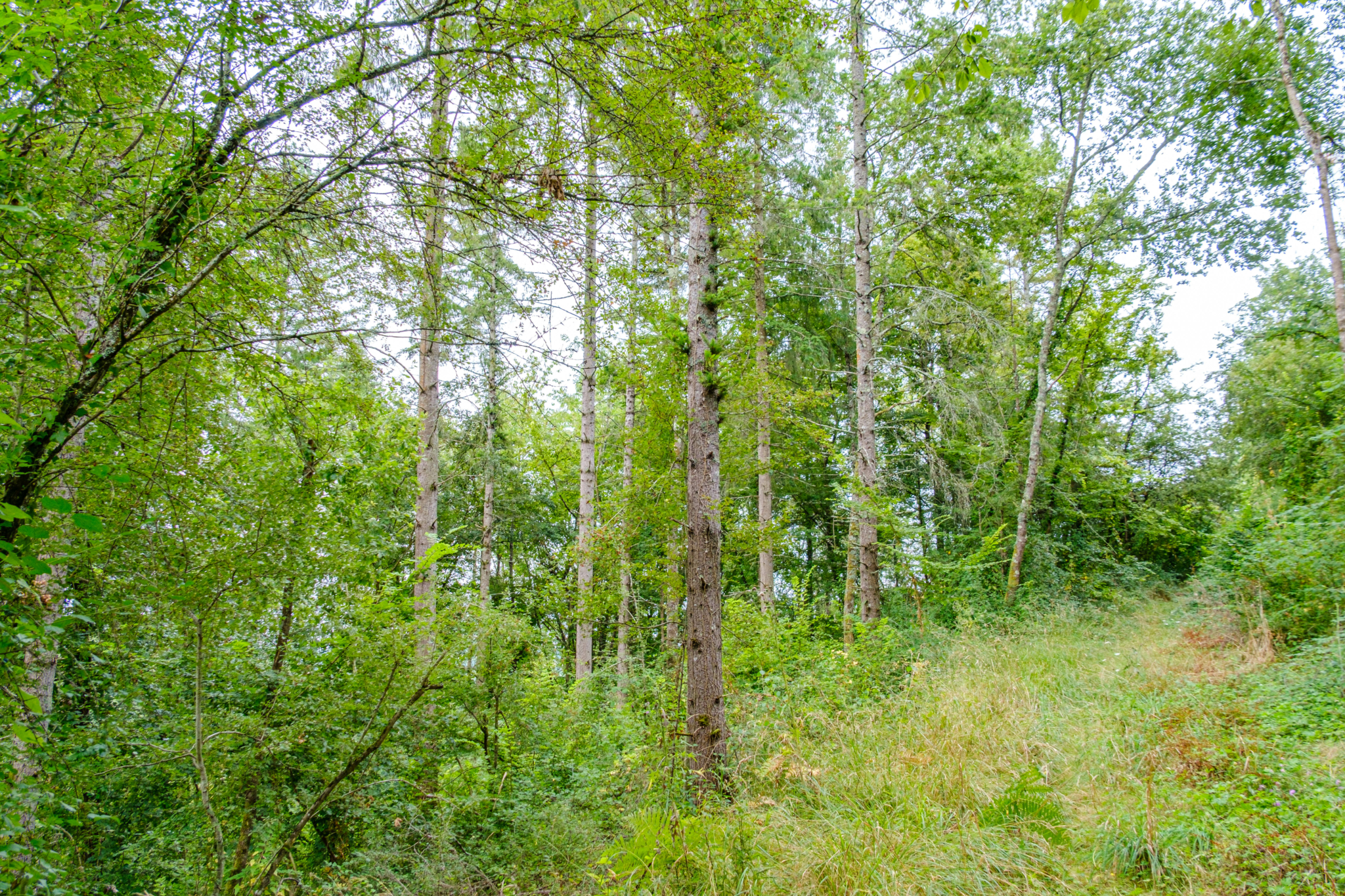 achat forêt mixte Gers