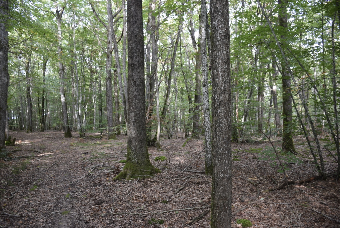 forêt feuillus Nièvre vente