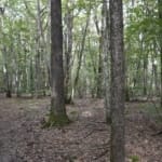 forêt feuillus Nièvre vente