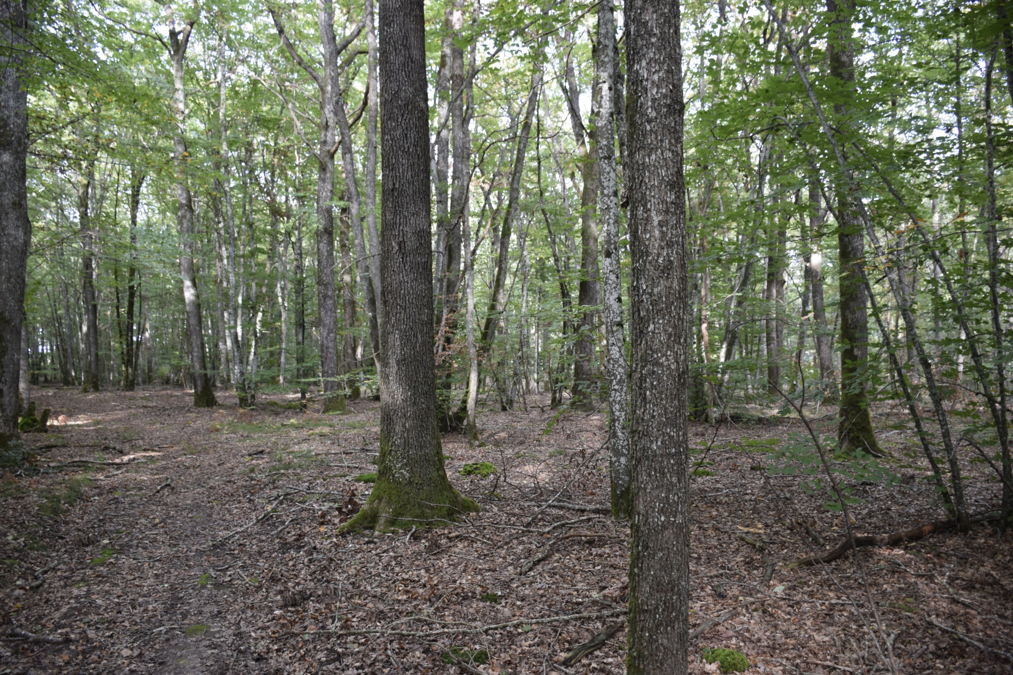 forêt feuillus Nièvre vente