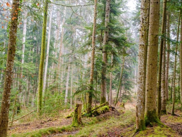 vente forêt Pyrénées Audoises