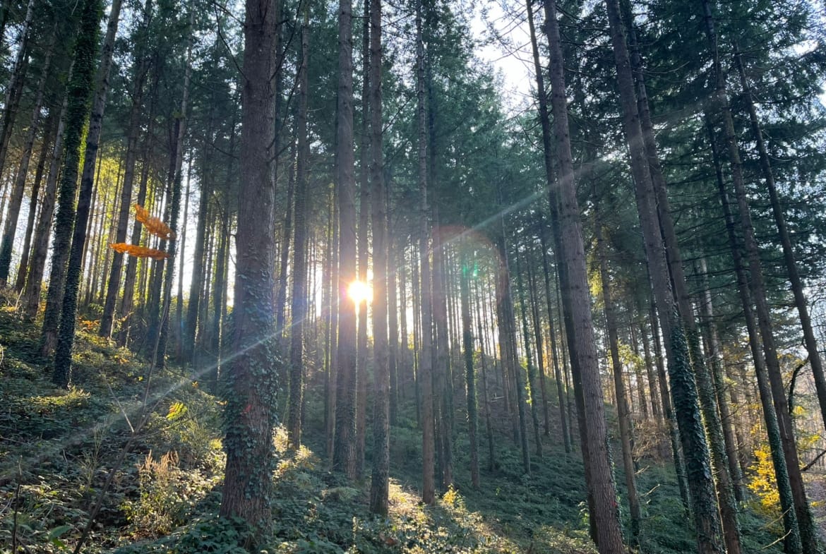achat forêt Douglas Tarn
