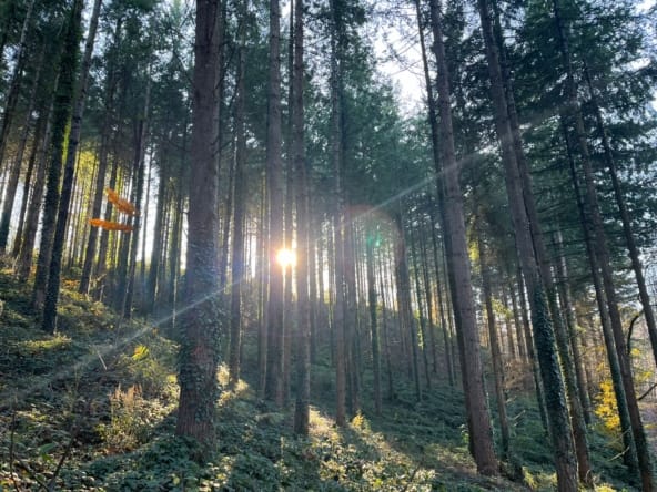 achat forêt Douglas Tarn