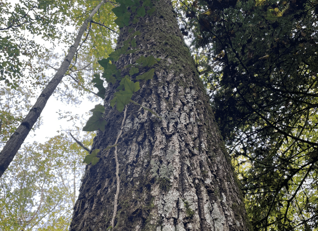vente forêt feuillue Nord-Est