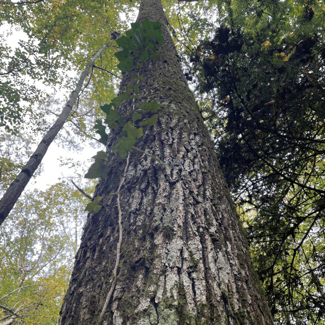 vente forêt feuillue Nord-Est