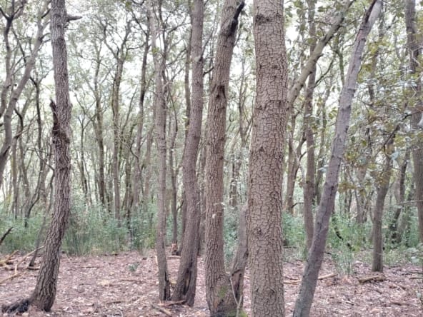 achat forêt chêne vert Villardonnel