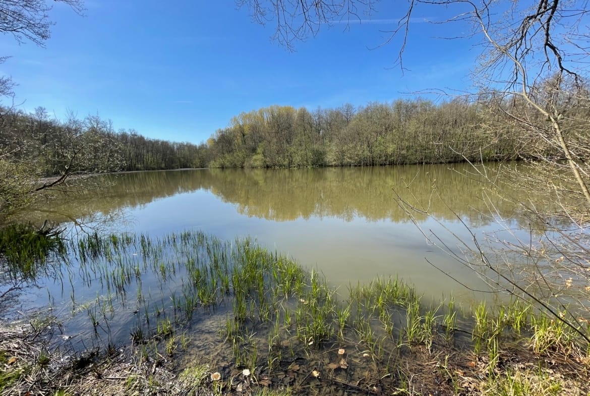 propriété d’étang forestier Alsace
