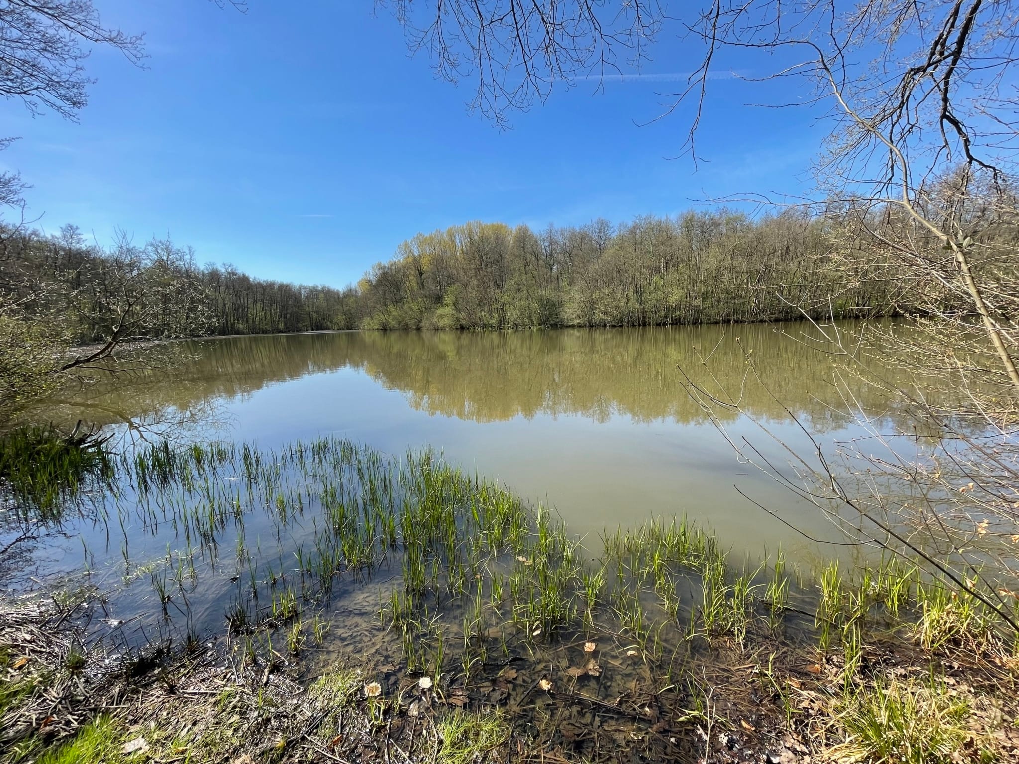 propriété d’étang forestier Alsace