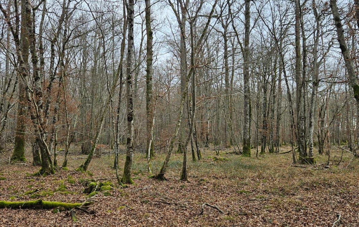 Vente forêt de chêne Yonne