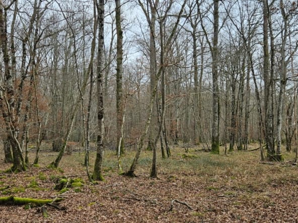 Vente forêt de chêne Yonne