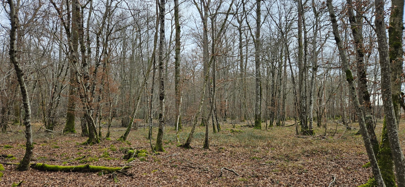 Vente forêt de chêne Yonne