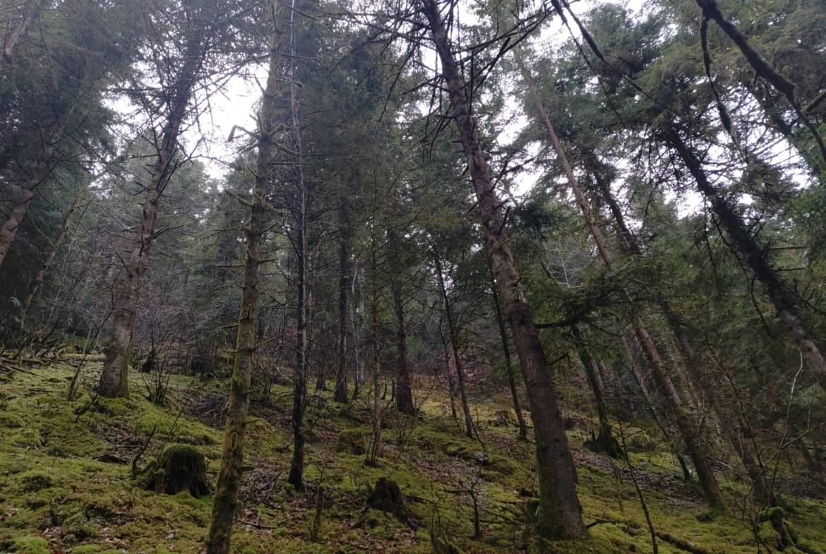 forêt de résineux Jura