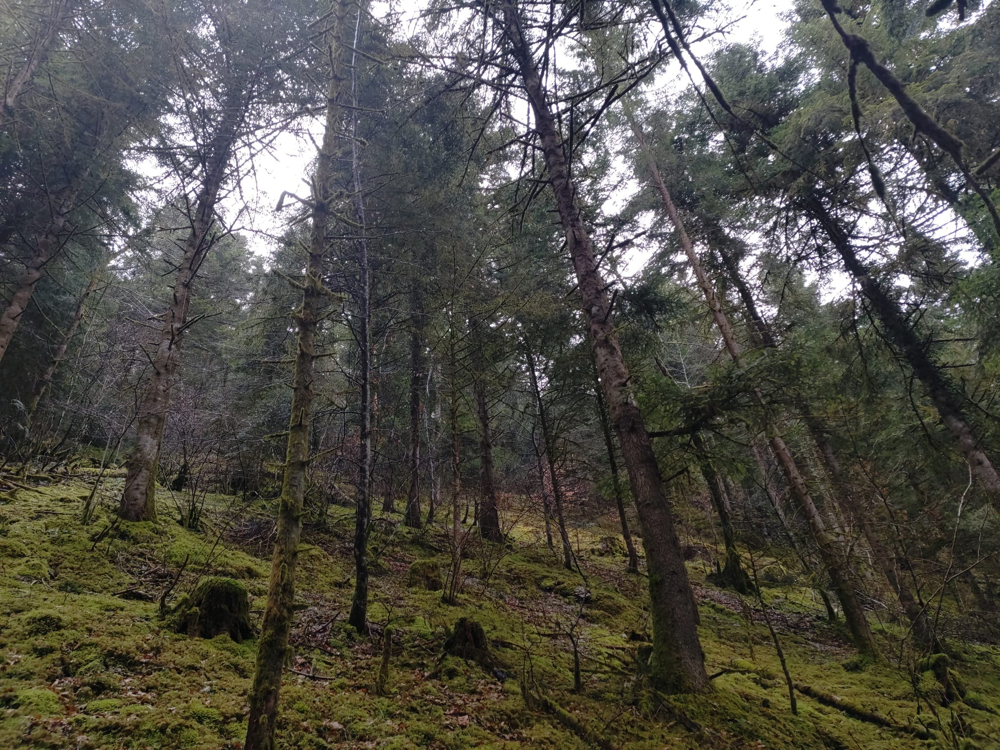 forêt de résineux Jura