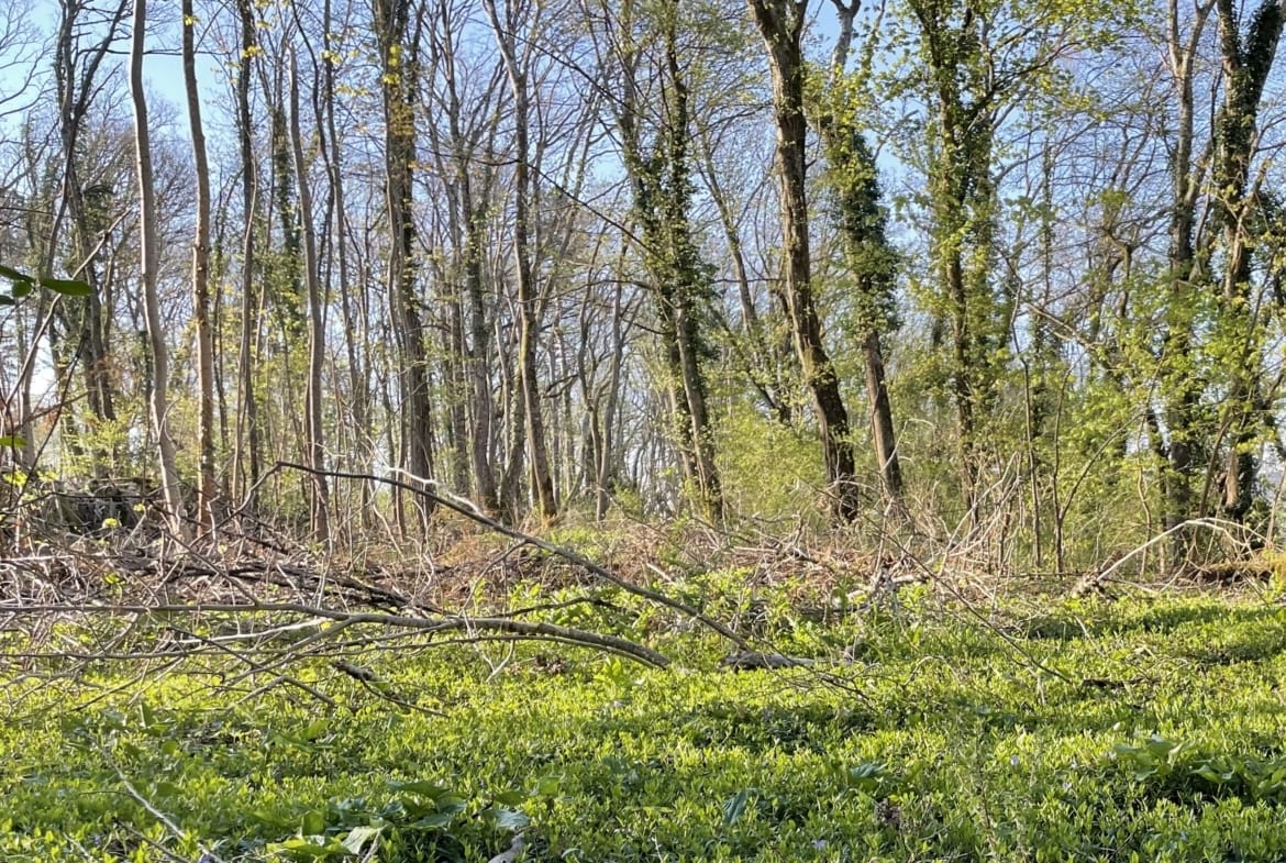 forêt mixte Haute-Marne