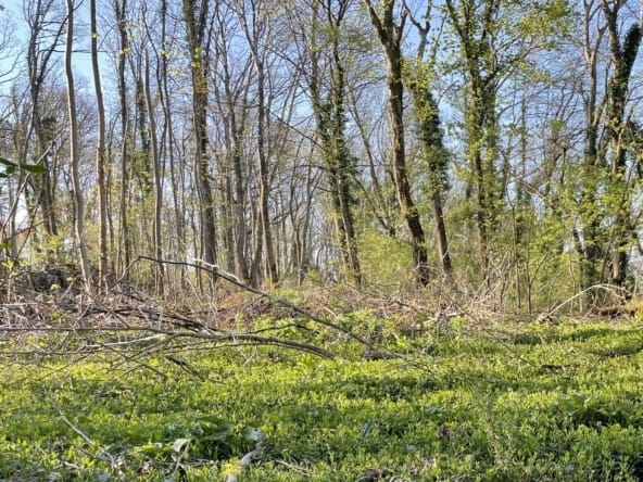 forêt mixte Haute-Marne