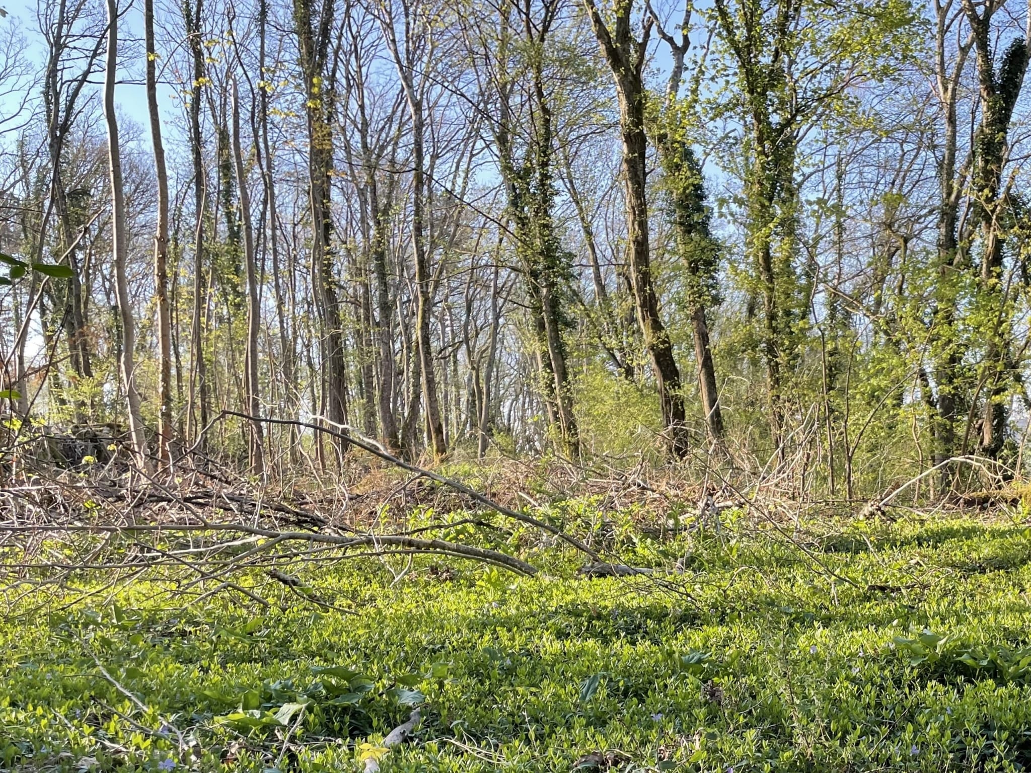 forêt mixte Haute-Marne