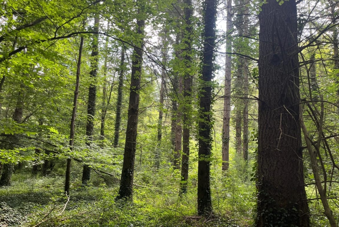 forêt de douglas à vendre Vichy