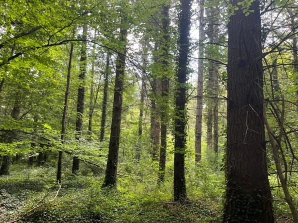 forêt de douglas à vendre Vichy
