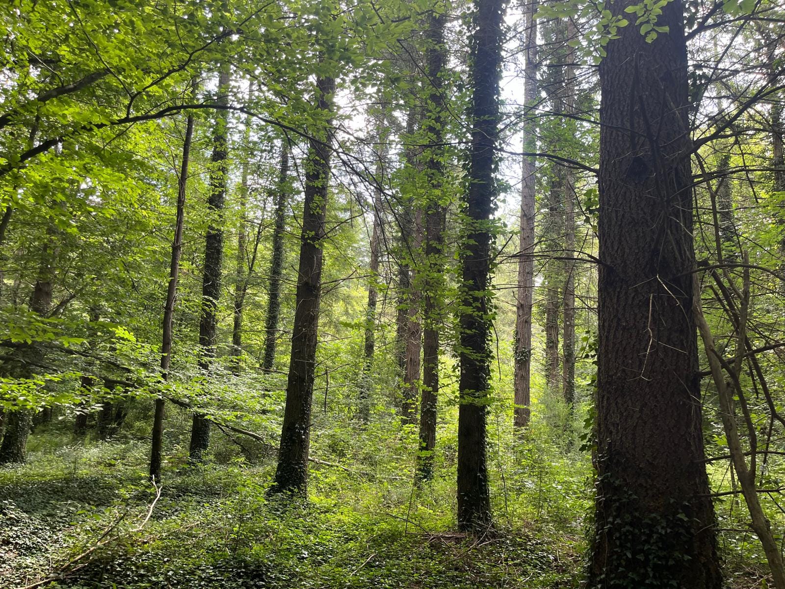 forêt de douglas à vendre Vichy