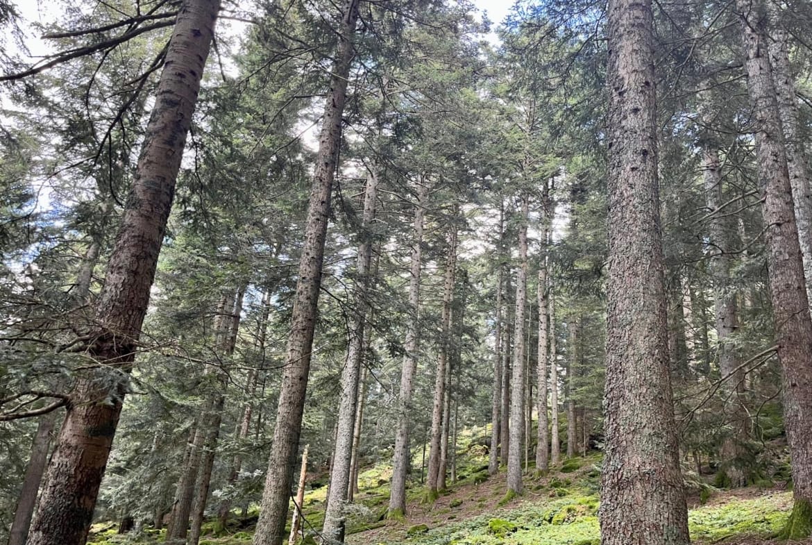 sapinière à vendre Pilat