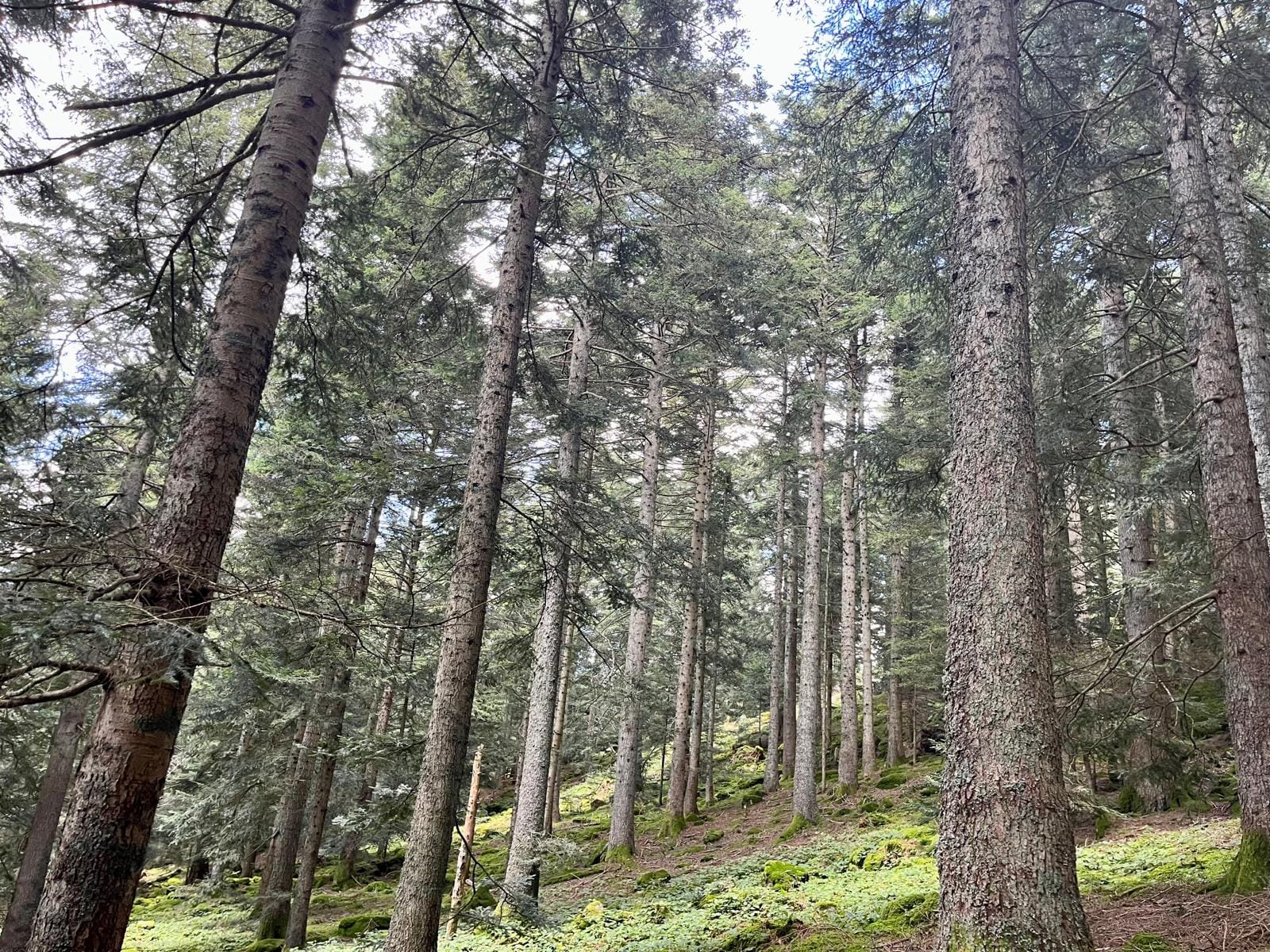 sapinière à vendre Pilat