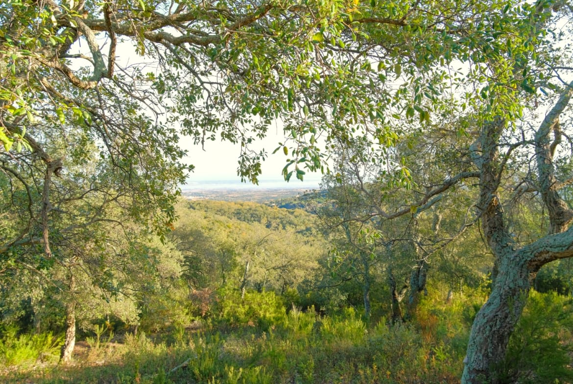 forêt de chêne-liège à vendre Pyrénées-Orientales