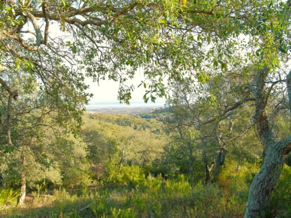 forêt de chêne-liège à vendre Pyrénées-Orientales