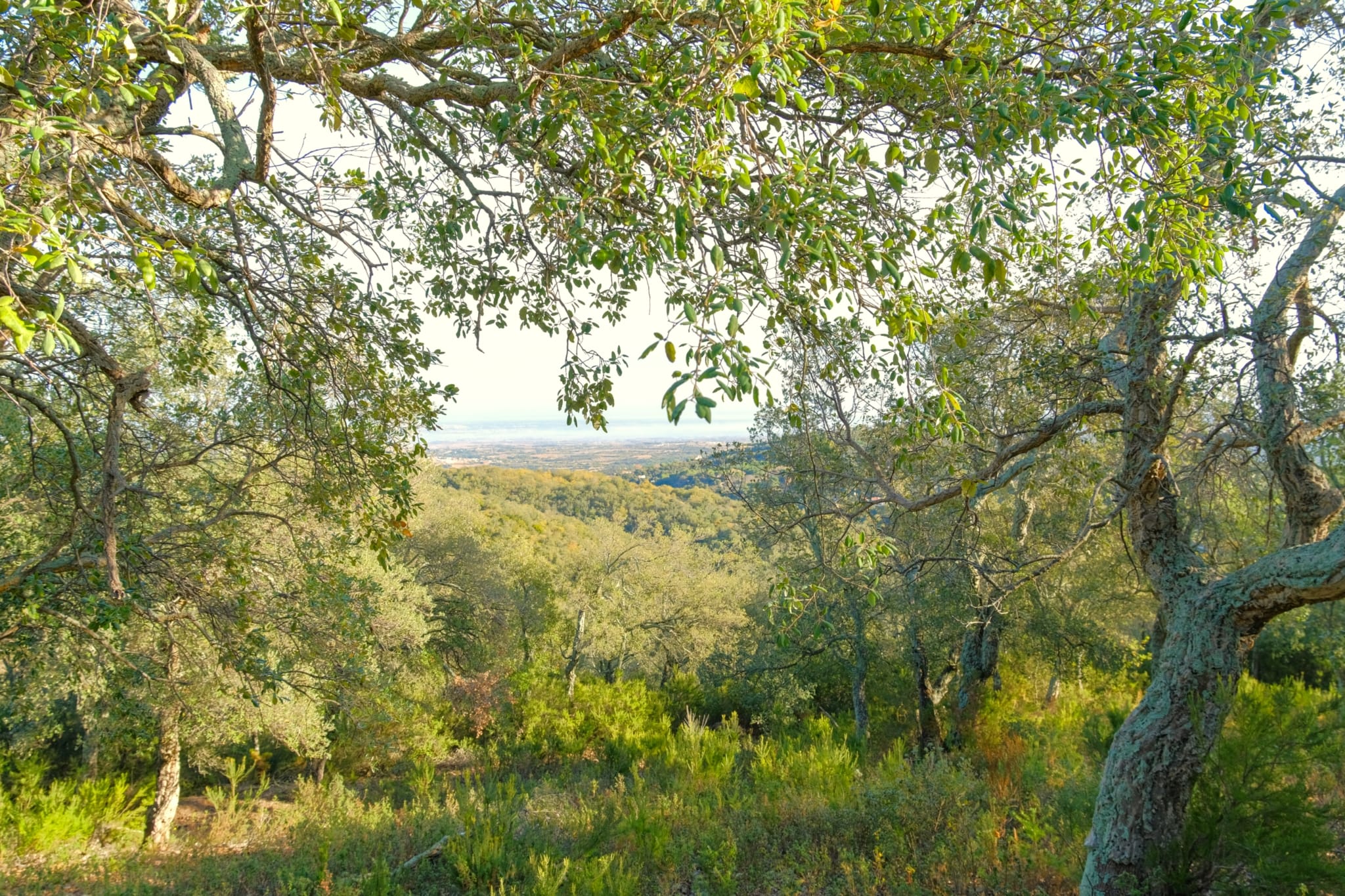forêt de chêne-liège à vendre Pyrénées-Orientales