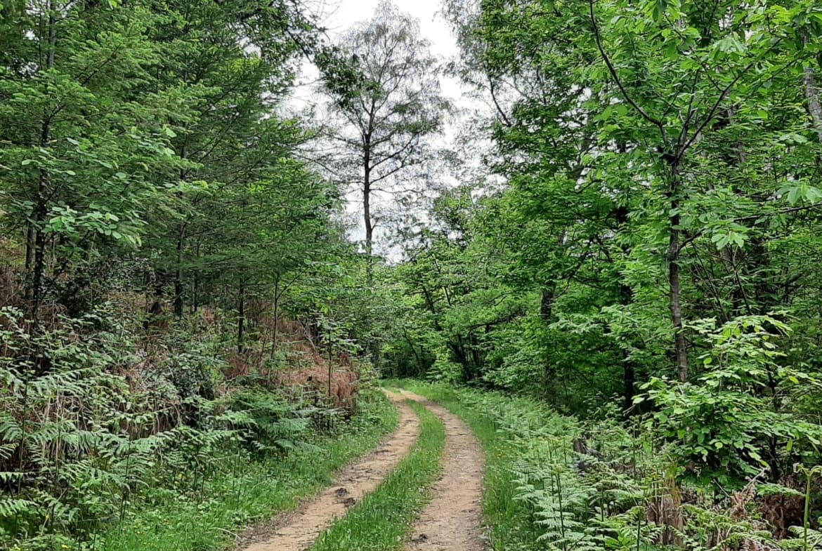 forêt à vendre vallée de la Cère