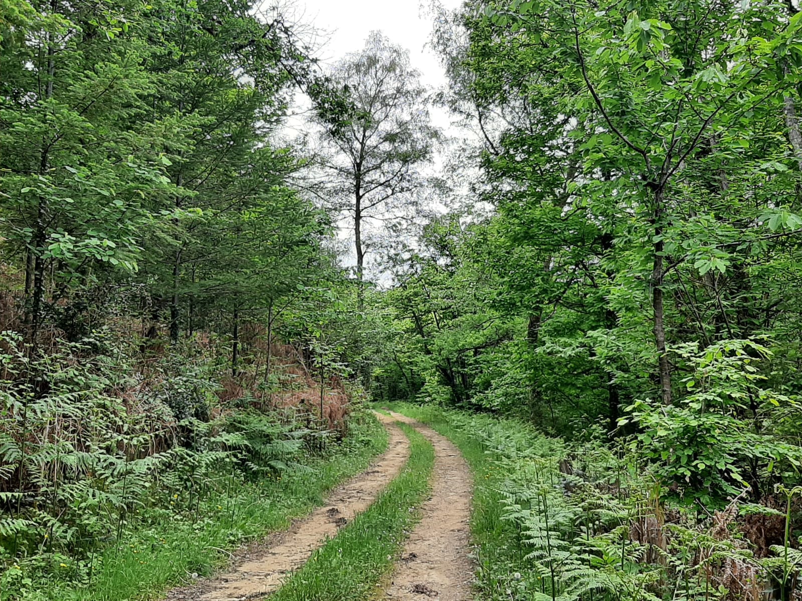 forêt à vendre vallée de la Cère