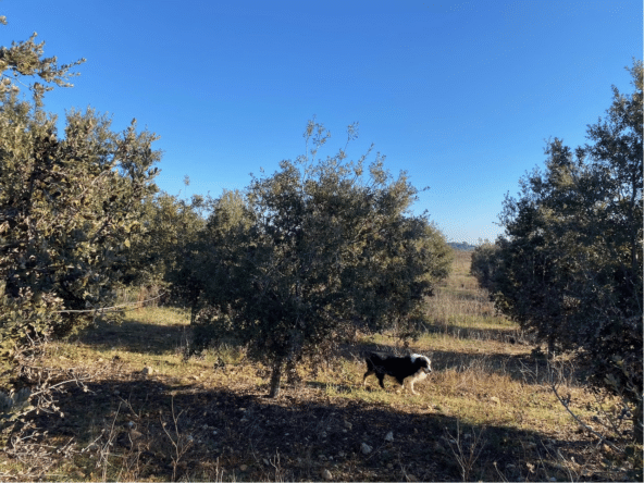 truffière à vendre Hérault
