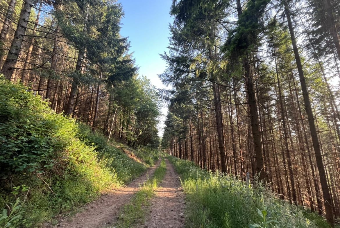 forêt à vendre Marvejols