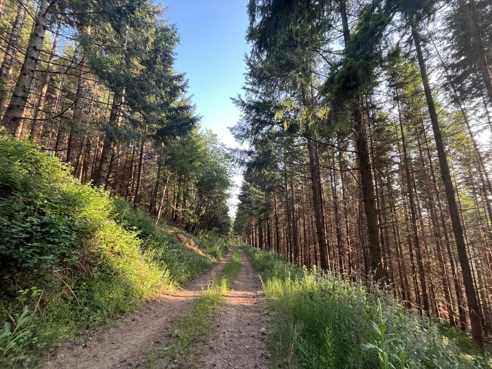 forêt à vendre Marvejols