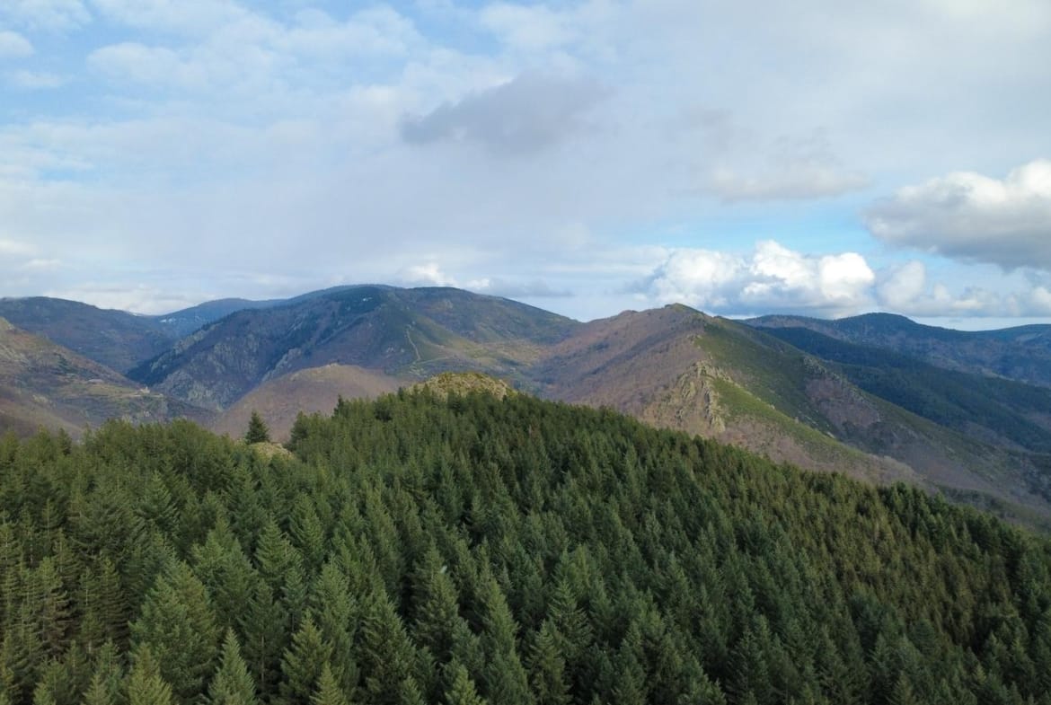 forêt de Douglas à vendre Ardèche