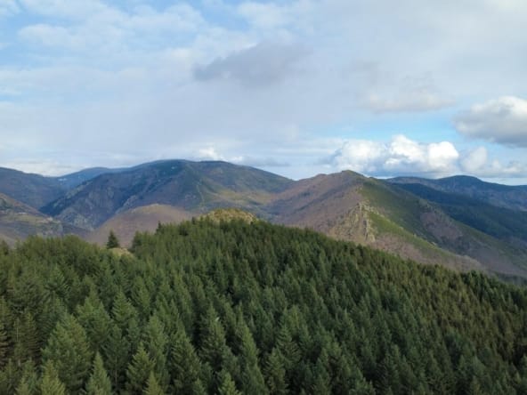 forêt de Douglas à vendre Ardèche