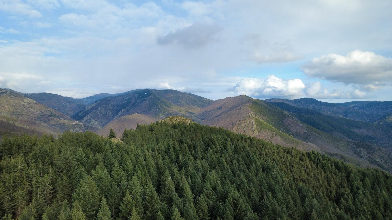 forêt de Douglas à vendre Ardèche