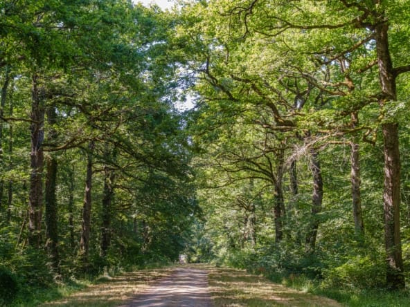 forêt chêne sessile à vendre Blois