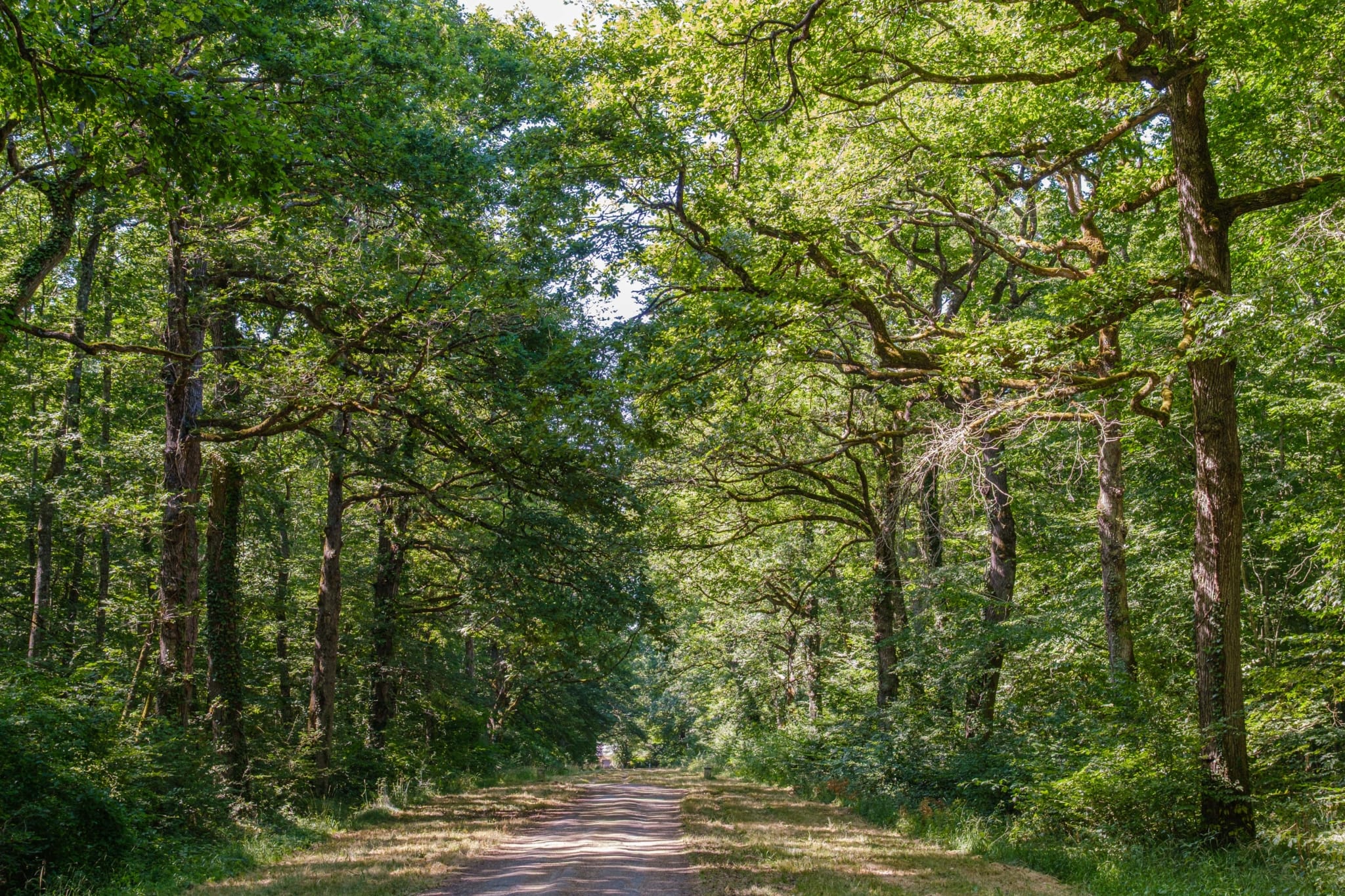 forêt chêne sessile à vendre Blois