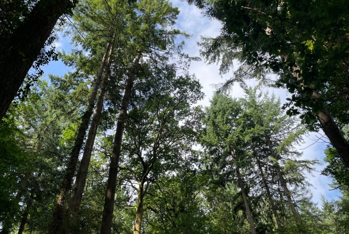 forêt mixte à vendre Puisaye