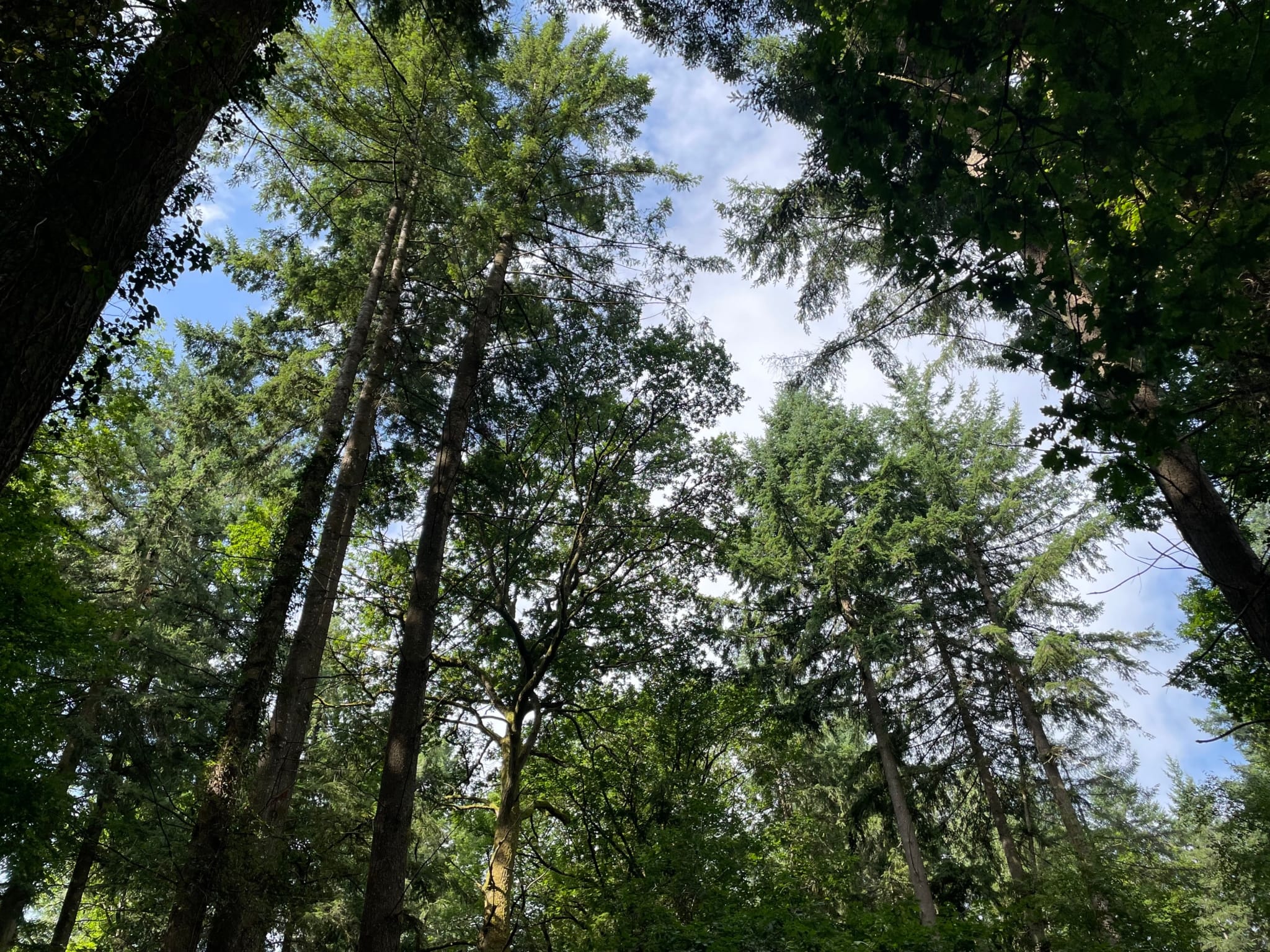 forêt mixte à vendre Puisaye