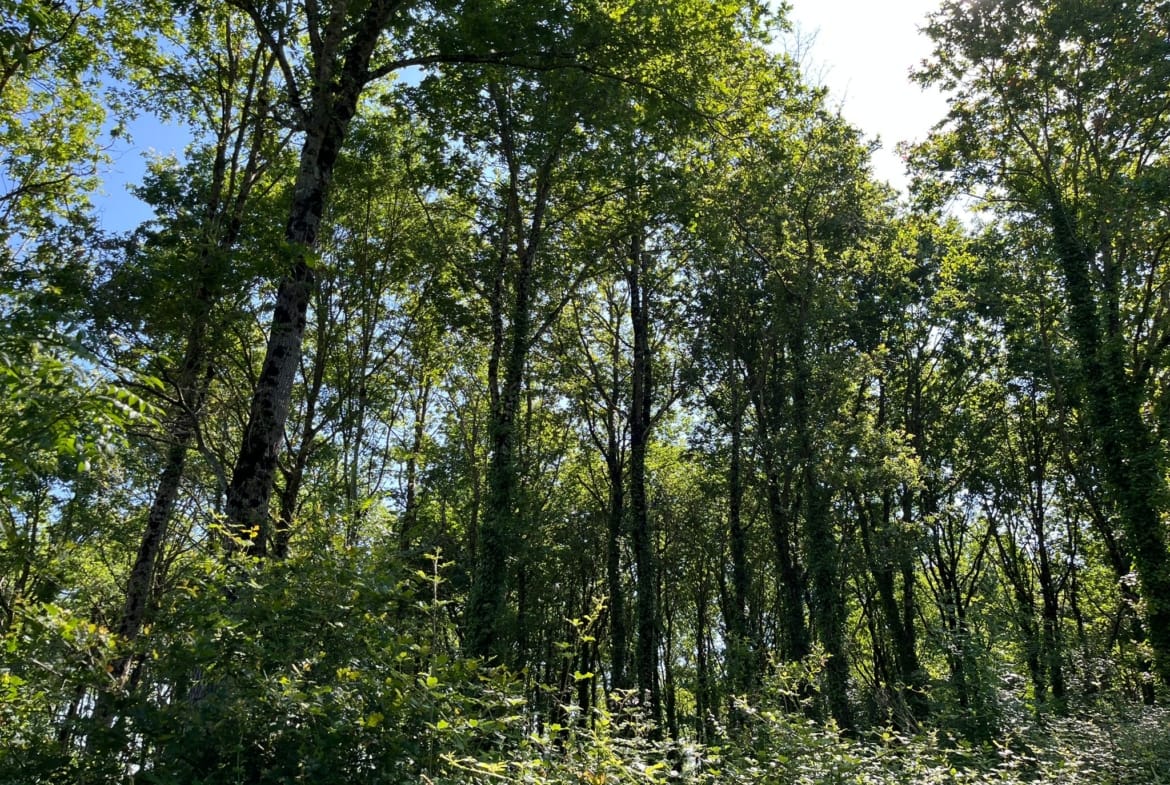 forêt à vendre proche Nantes chêne rouge