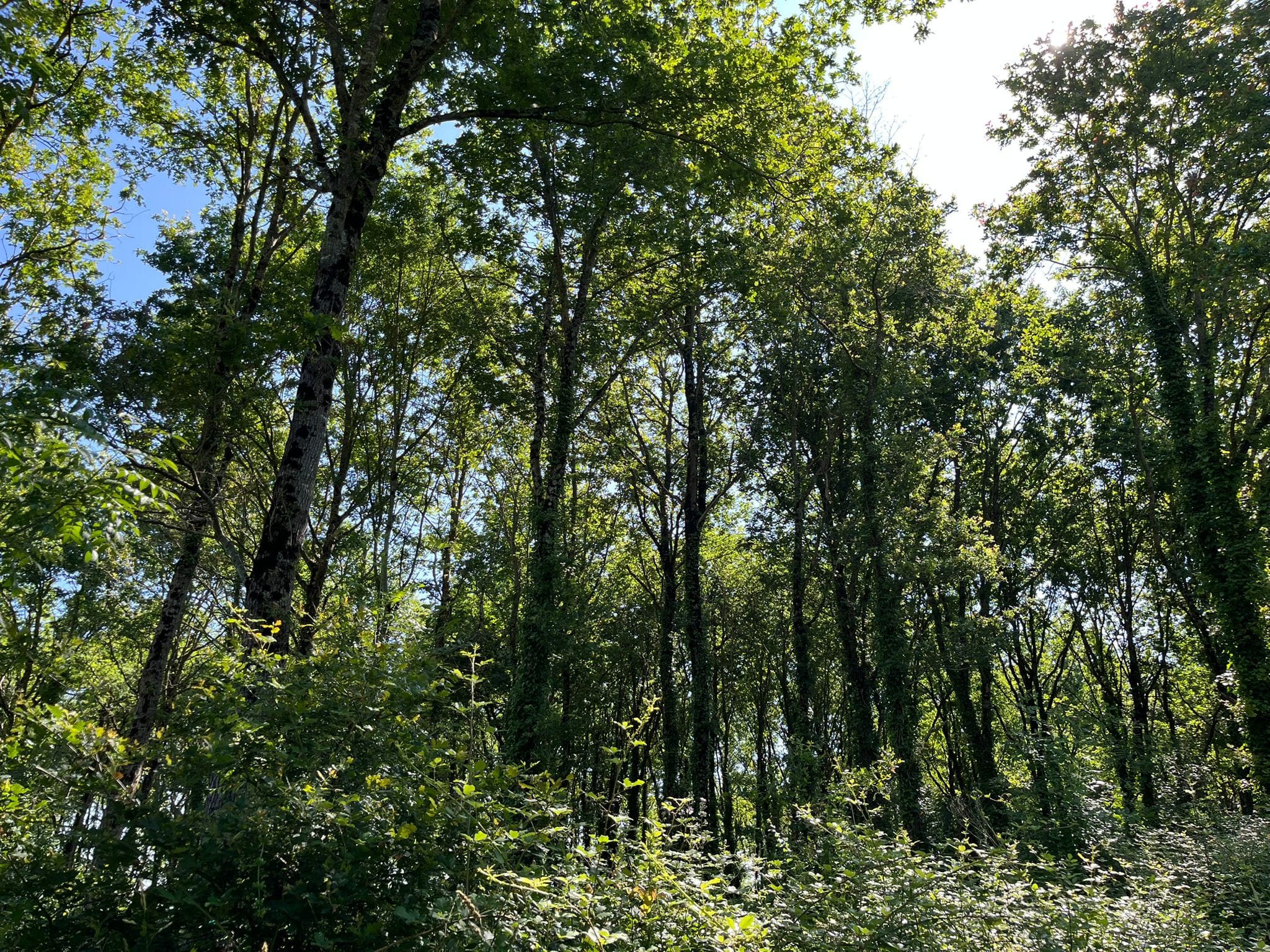 forêt à vendre proche Nantes chêne rouge