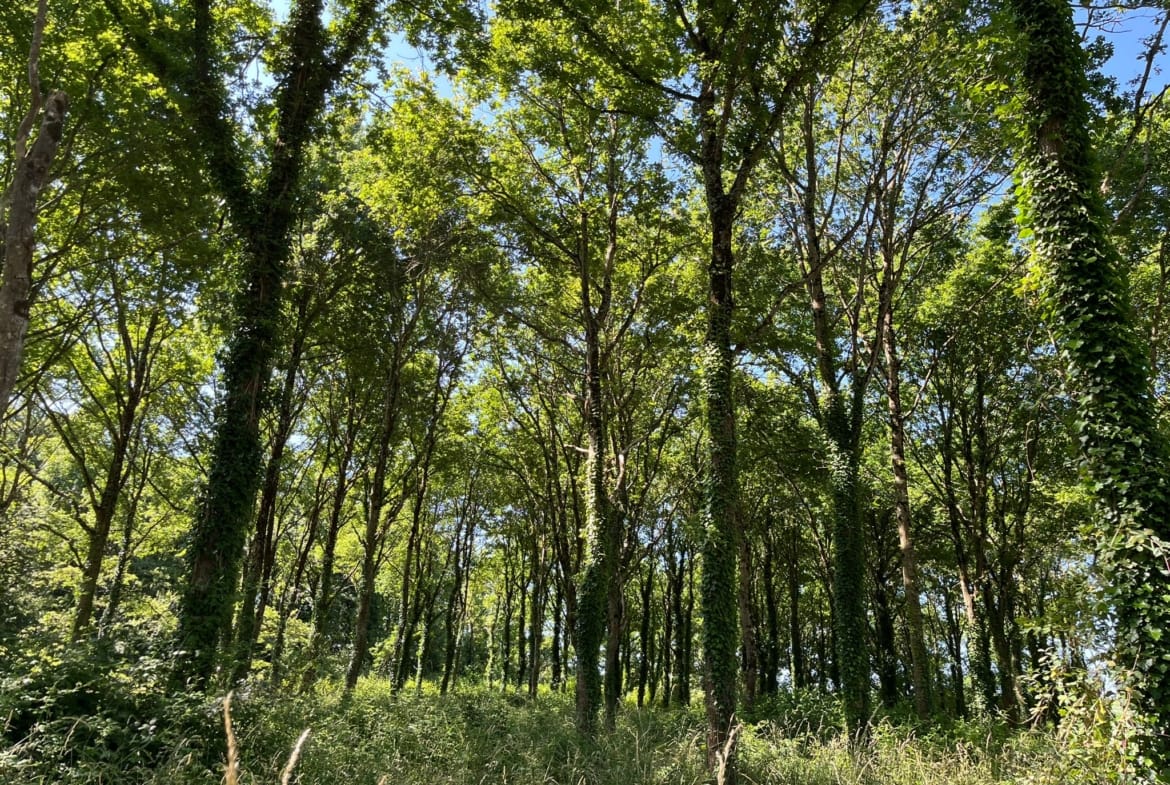 forêt à vendre proche Nantes chêne rouge
